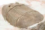 Rare, Ptychopyge Trilobite - St Petersburg, Russia #200391-3